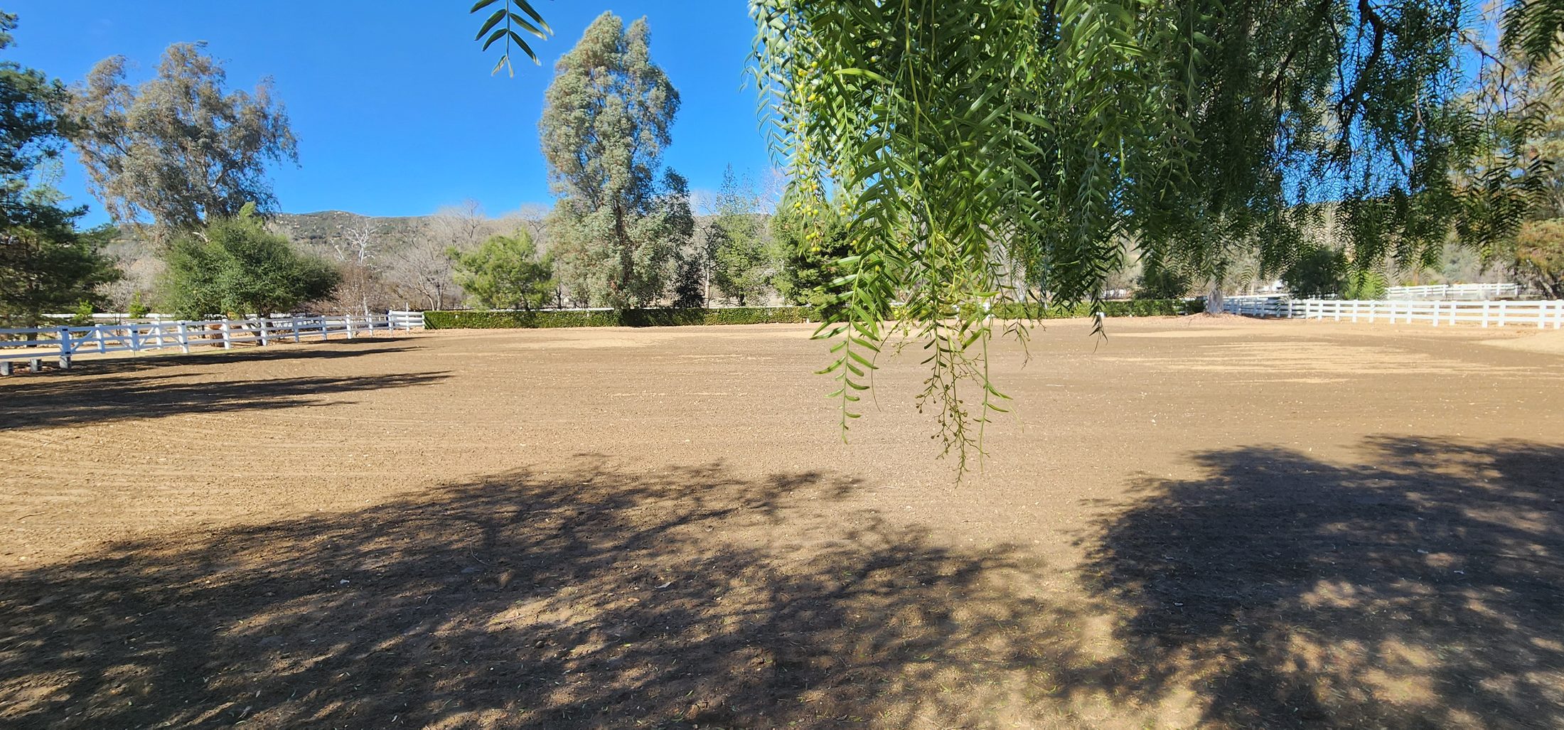 Sand riding arena bordered by mature trees on an equestrian property